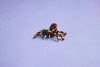 31159 LEGO® Creator Vadállatok: Meglepetésekkel teli pók