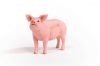 Schleich® Farm World 13933 Pig