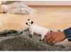 Schleich® Farm World 13960 Galloway tehén