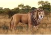 Schleich® Wild Life 14726 Ordító oroszlán