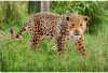 Schleich® Wild Life 14769 Jaguár