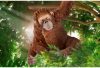 Schleich® Wild Life 14775 Orángután nőstény
