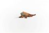 Schleich® Wild Life 14854 Iguana